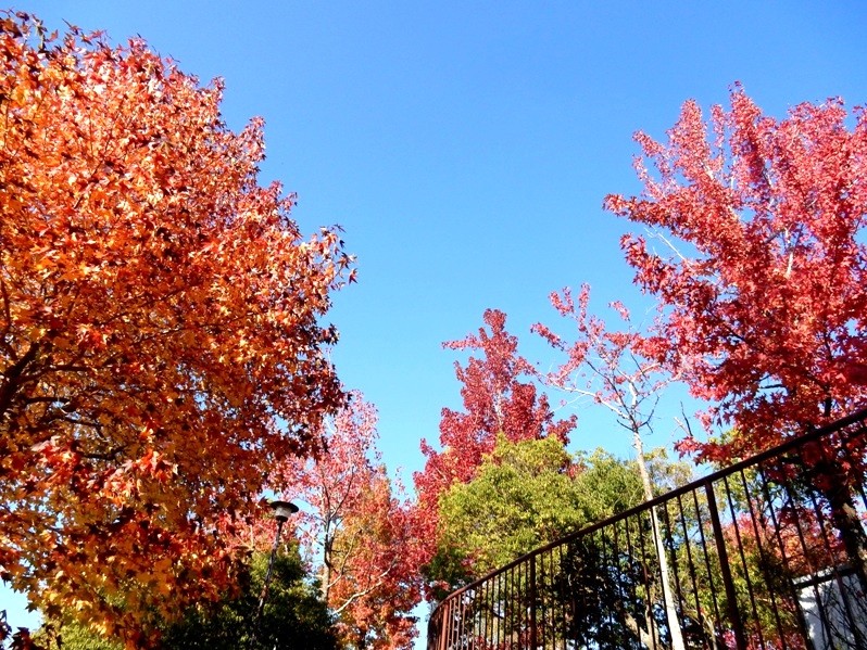 公園の紅葉6.JPG