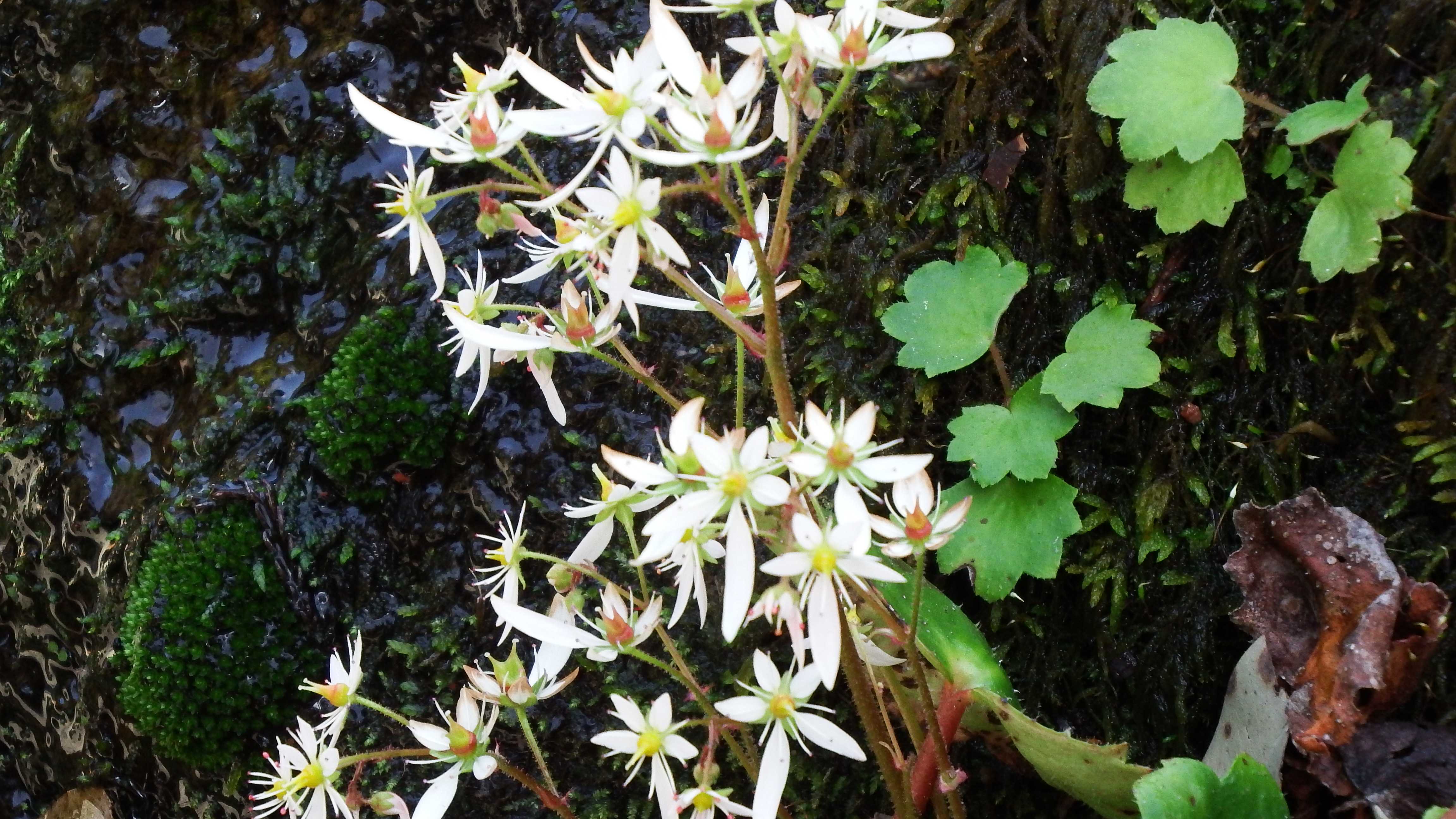 アサマリンドウは 身近の花 楽天ブログ