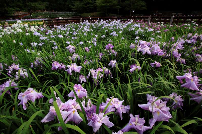 菖蒲園_003.jpg