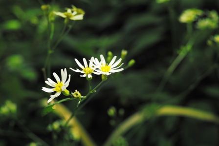 白い花.JPG