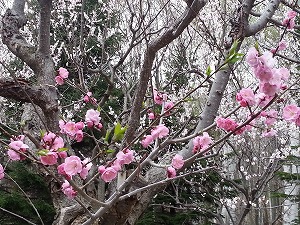 平岡公園の梅まつり