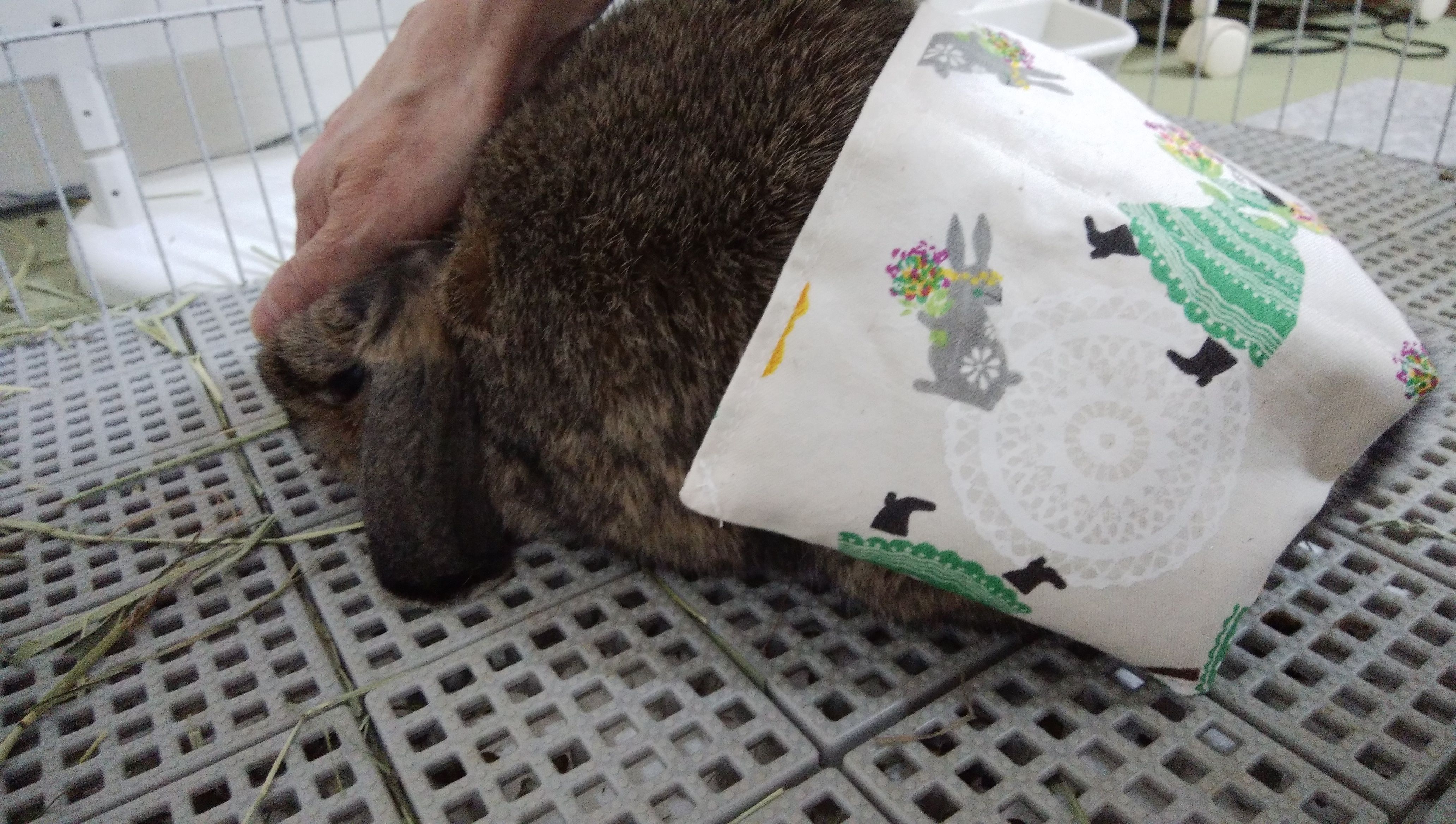 神経症状 つきちゃん ひーちゃん なぁに 楽天ブログ
