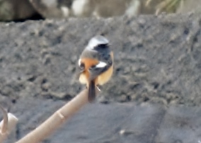 DSC03306 (300x225).jpg