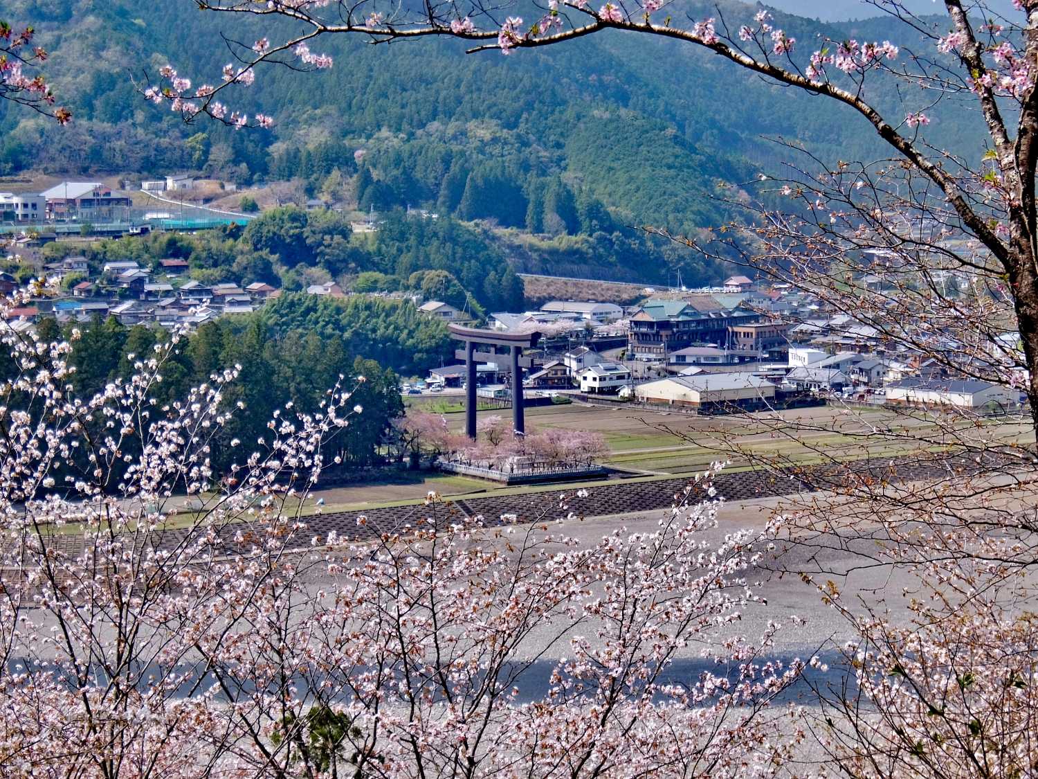 七越峰森林公園 本宮大社 桜 花見 和歌山 