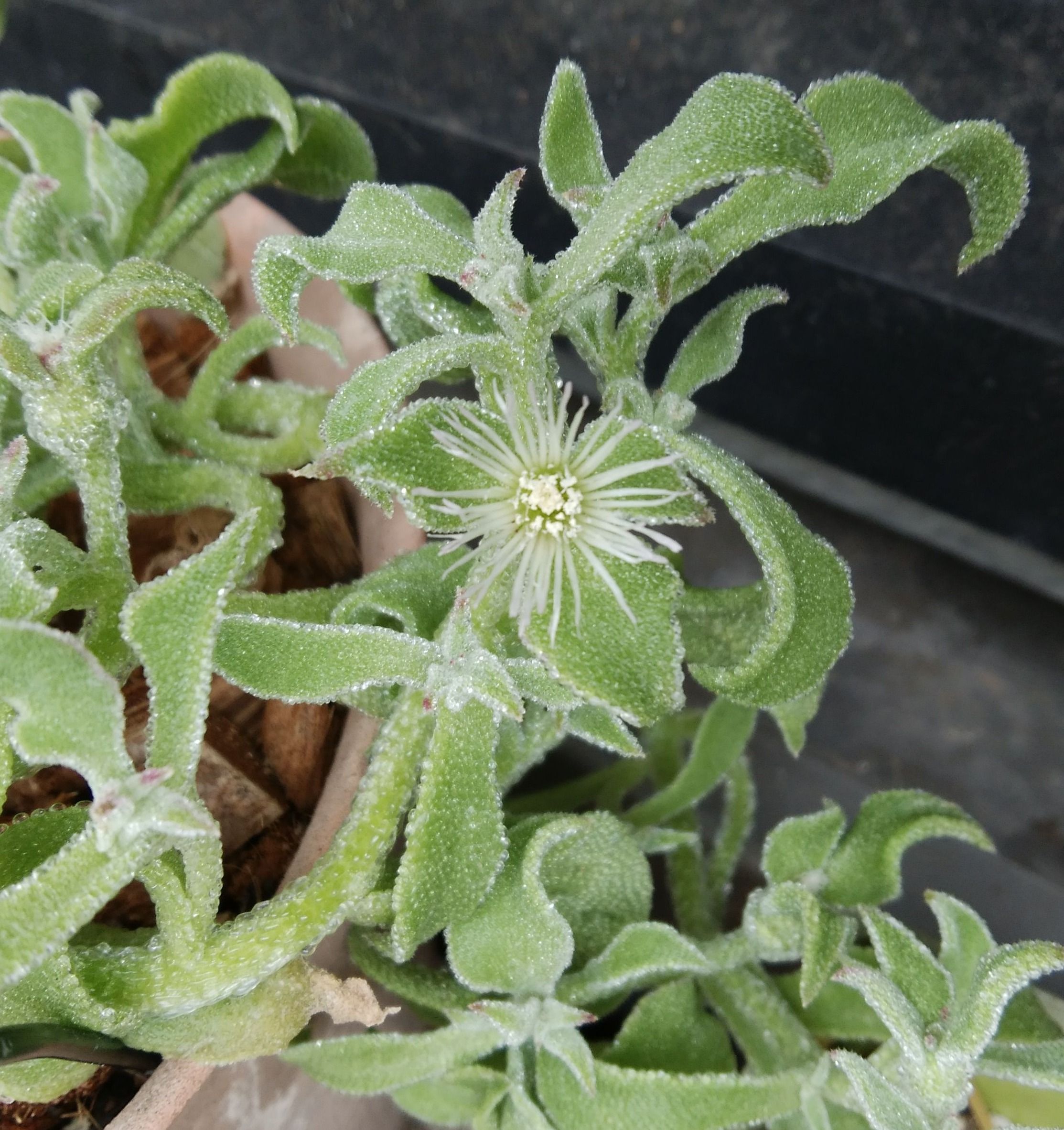 アイスプラントの花 半島の中心で 愛を叫ぶ 楽天ブログ