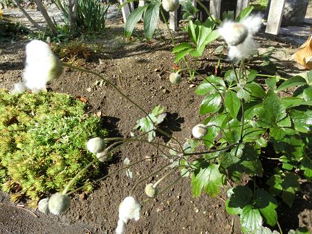 シュウメイギクの綿毛