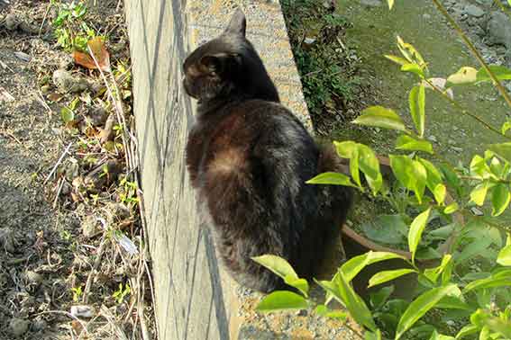 我が家のニャンコ♪2016/1/13-03