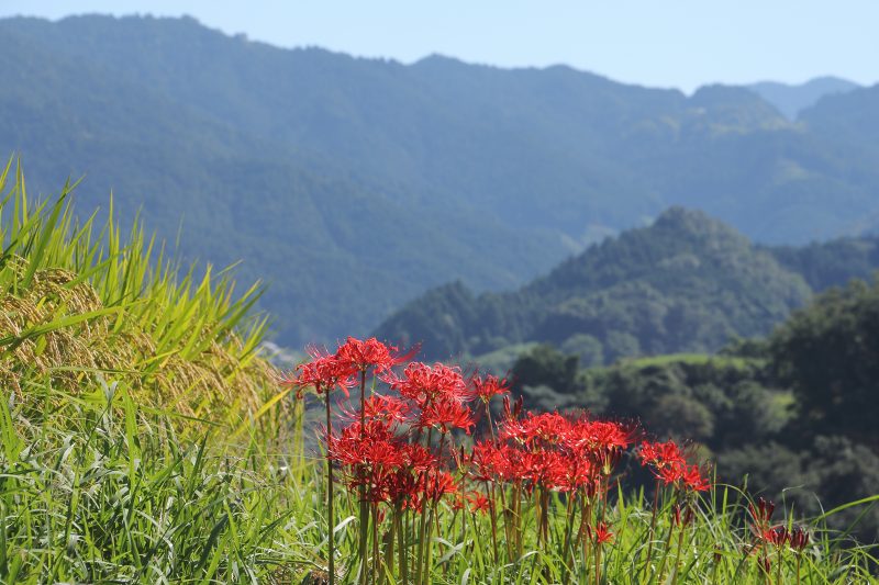 明日香村彼岸花_04.jpg