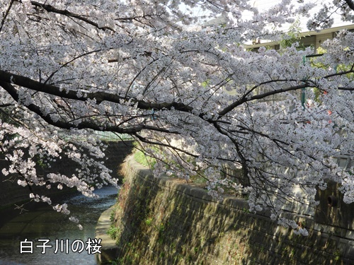 清水山の森にて