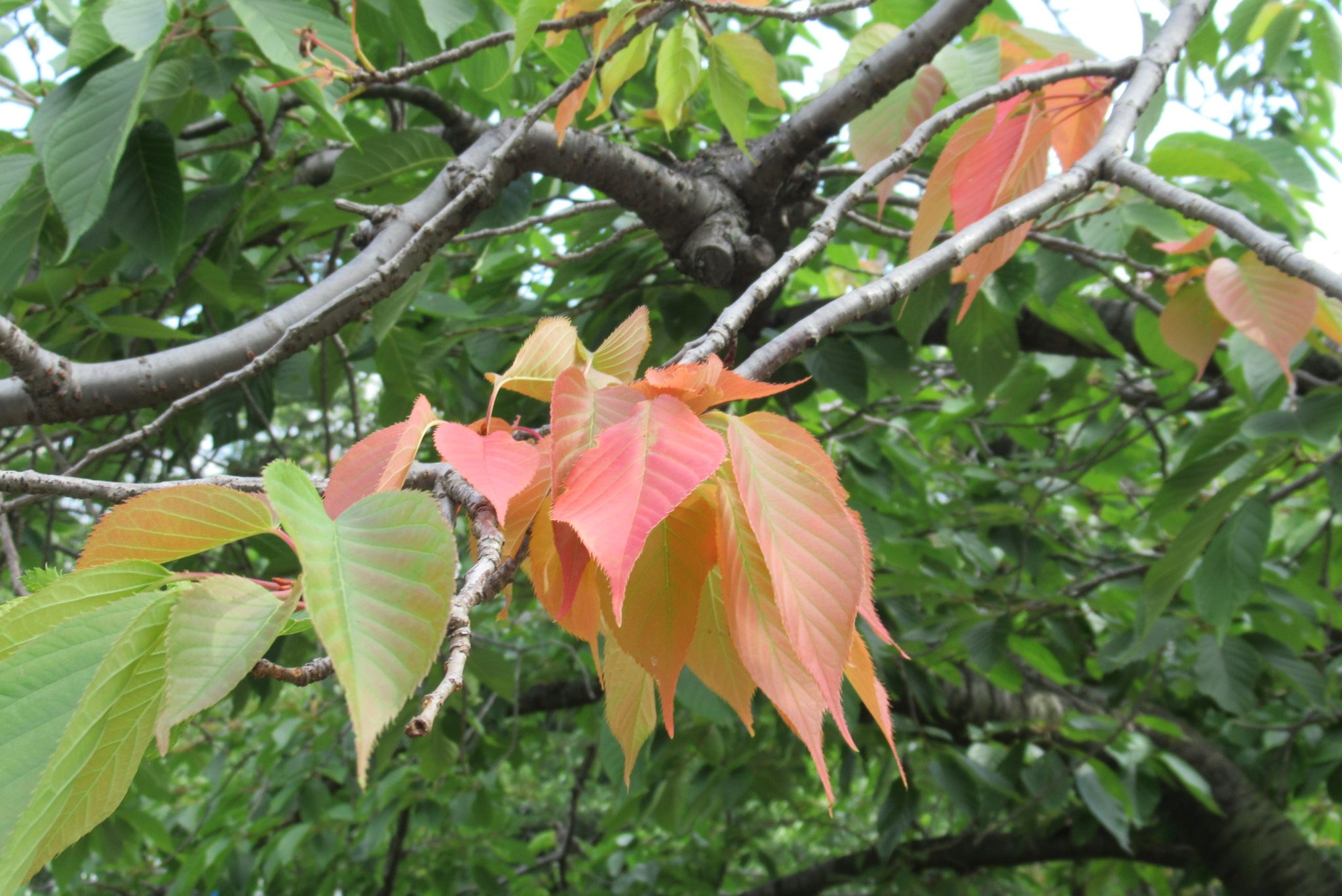 春の紅葉 愈々庵気まぐれ日記 楽天ブログ