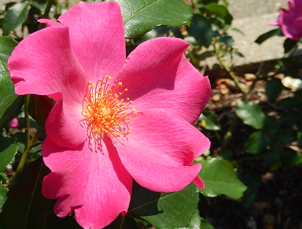薔薇２