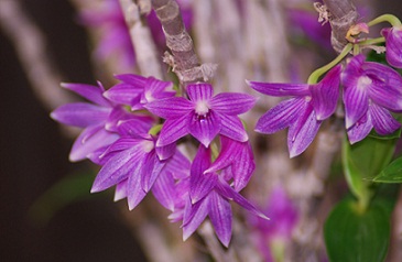 ランの花.jpg