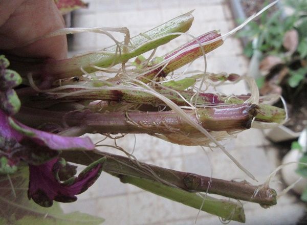 トレニアは切り戻しと花がら摘みで綺麗 コリウスは根が出る 狭い庭を花いっぱいにする育て方 楽天ブログ