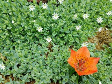 エゾスカシユリ.jpg