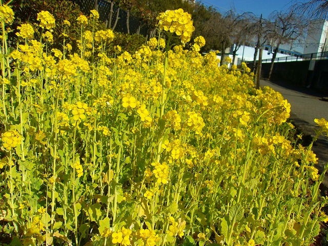 菜の花.jpg