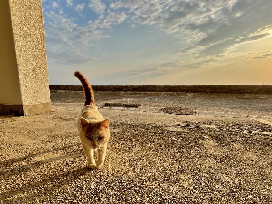 ねこ 猫 #ねこ #猫 #ケンカ #傷 キズ 野良 地域猫