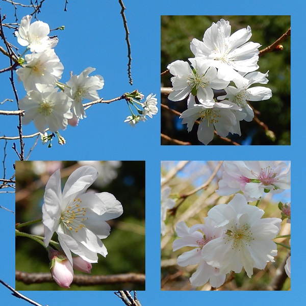 四季桜