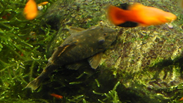 Plecostomus,プレコ,Platy fish,プラティ,水槽