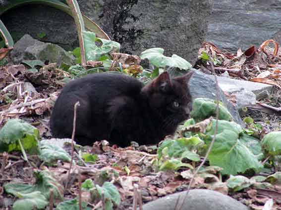 我が家のニャンコ♪2016/1/19-02