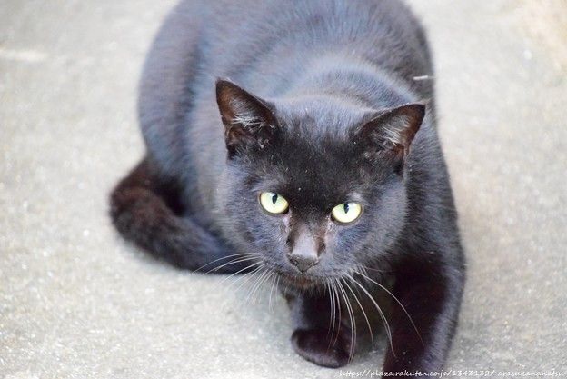 複数の犬を飼うためのヒント – 犬を一緒に連れて行く