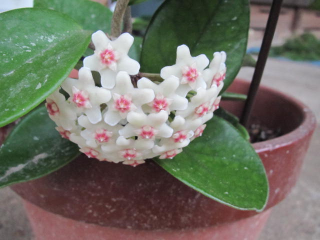 サクラランの開花