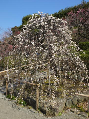 池上梅園にて