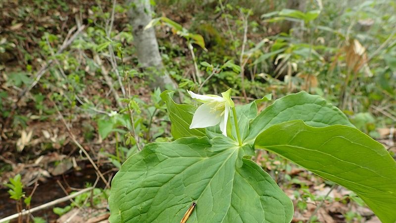 18年5月の山 北広山で山菜採り 山歩きは好歩 スキップ して四季折々 登山日和のｆｏｏｔｍａｒｋ 楽天ブログ