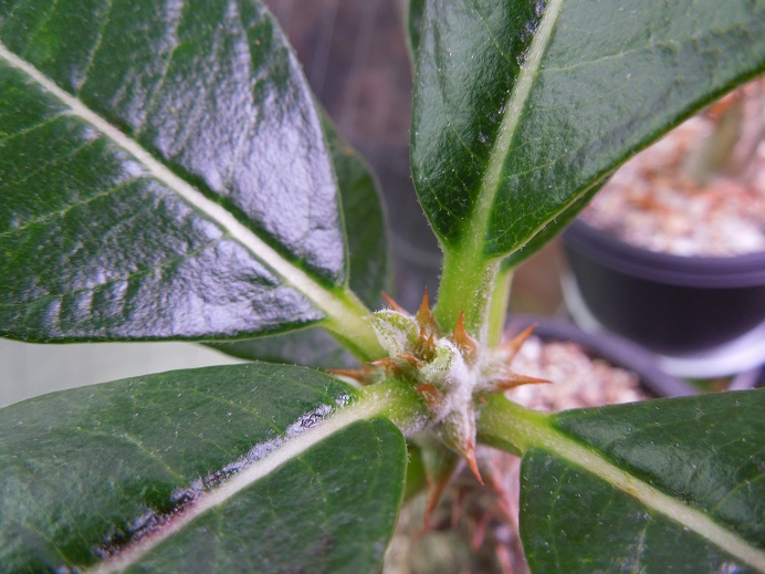 ウインゾリー6-22-2