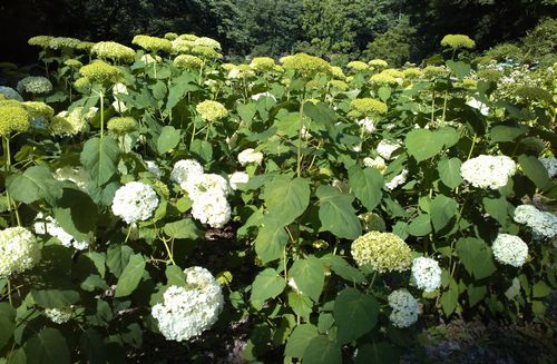 あじさい薬師池公園.jpg