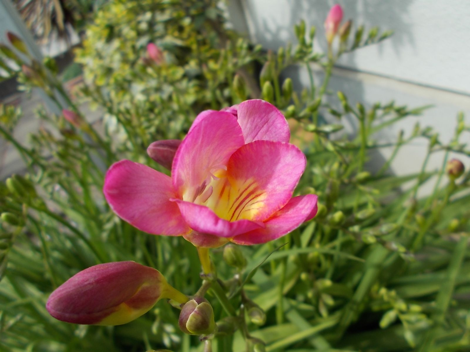 ピンクのフリージアとマーガレットが咲き始めました バラを咲かせることが好き 楽天ブログ