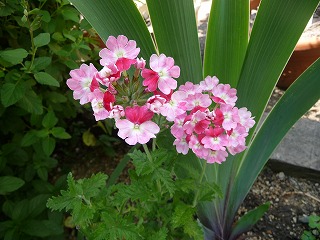 P1020762ss.jpg