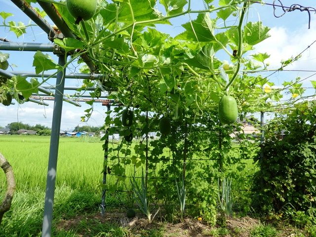姫トウガンの棚仕立て栽培 青パパイヤと家庭菜園日記 楽天ブログ