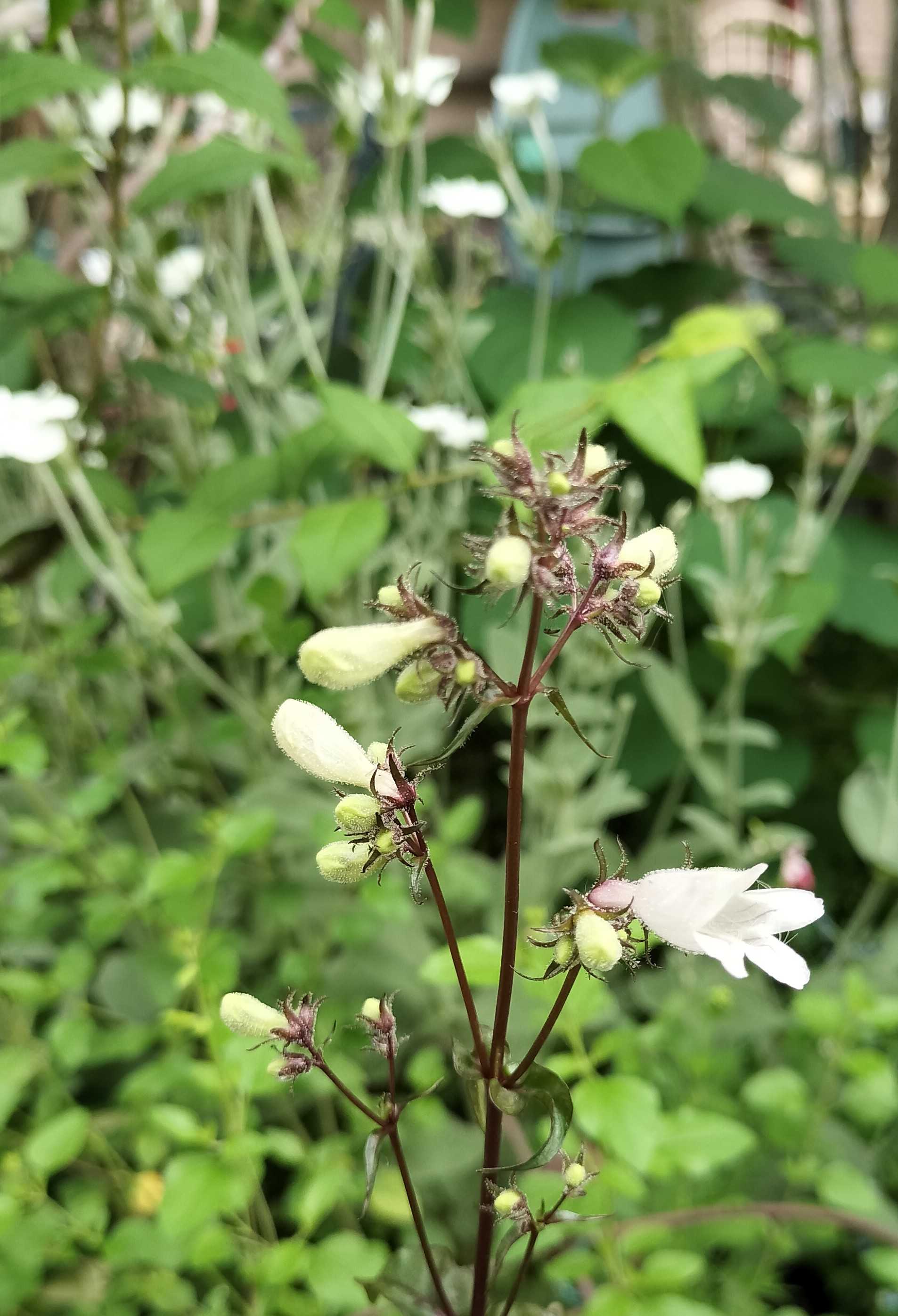 今の時期に咲く白い花 | たねをまく日々 - 楽天ブログ