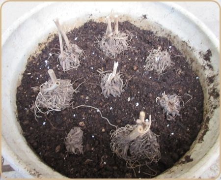 増えすぎるラナンキュラス アネモネも種で増えます 球根の植え方 狭い庭を花いっぱいにする育て方 楽天ブログ