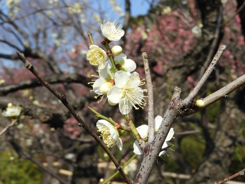 池上梅園