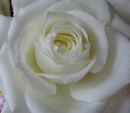 白バラ.JPG