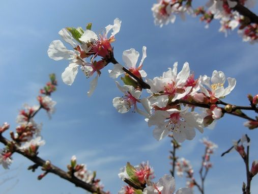 ゆすらごの実でジャムを作る 雪の下の花可愛い 一人天麩羅 静かな時が流れる 風の庭 楽天ブログ