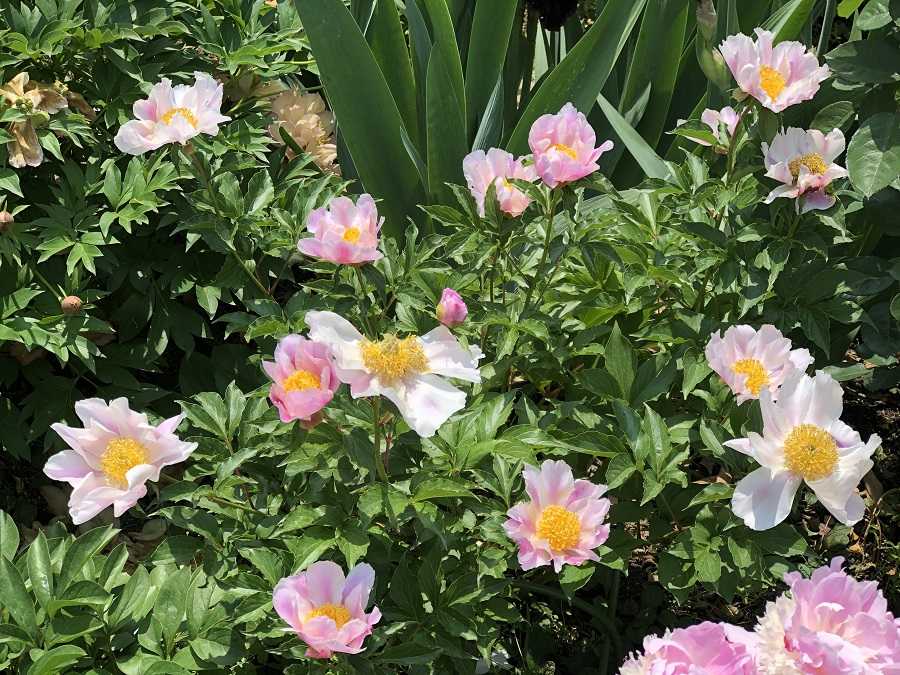シャクヤクの開花 ソルベット コーラルイス これなに 今日のできごと 楽天ブログ