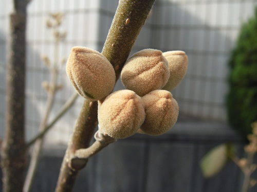 桐の花蕾