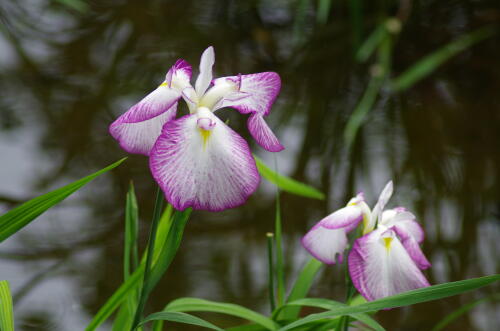 花菖蒲