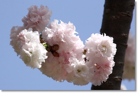 樹木公園-17 雛菊桜 15.4.18