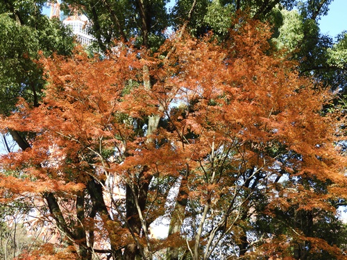 芝公園＆東京タワー