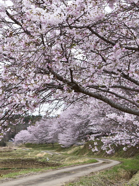 桜 小江川1000本桜・2025 | 見栄子の熊谷らいふ♪ - 楽天ブログ