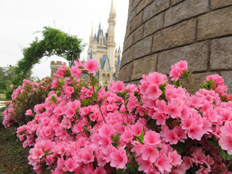 Flower6