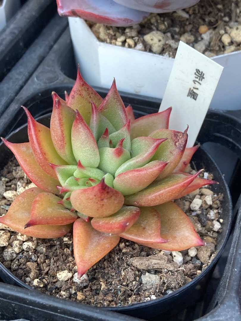 まだまだ赤い多肉 りんすいのブログ 楽天ブログ まだまだ赤い多肉 りんすいのブログ 楽天ブログ