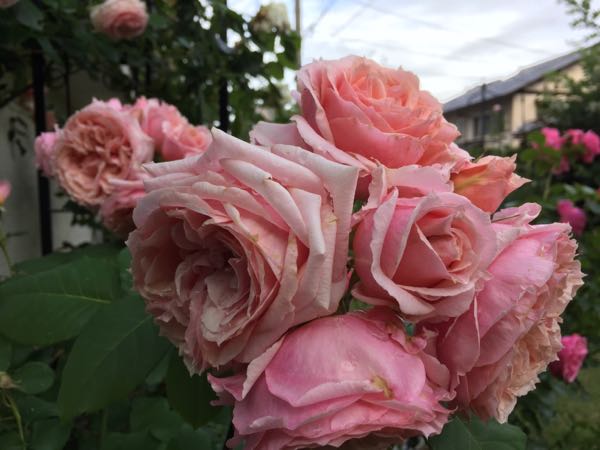 rblog-20170525224912-01.jpg
