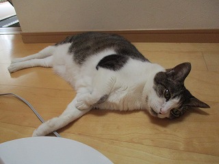IMG_0319ss.jpg
