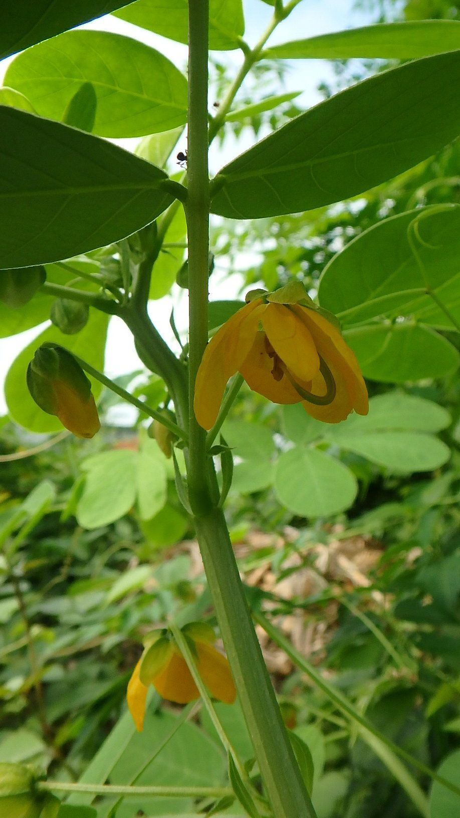 アンデスの乙女 ハナセンナ とエビスグサ 楽天版じぶん更新日記 楽天ブログ