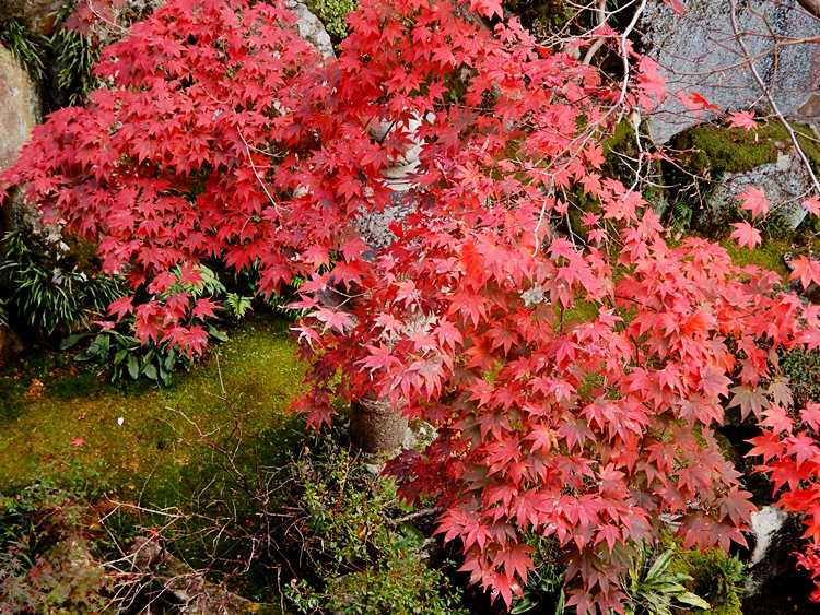 庭の紅葉17