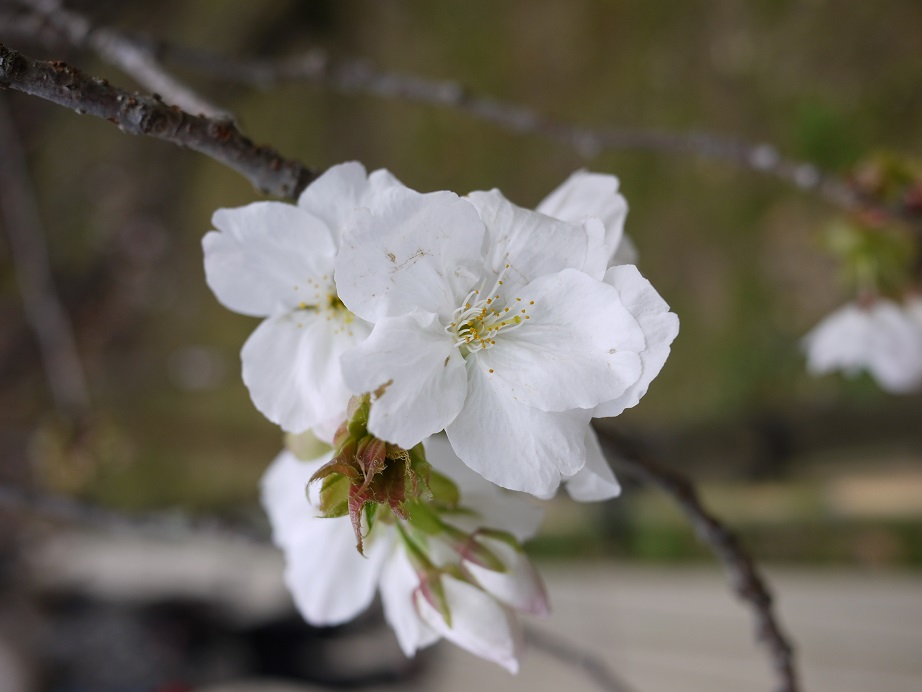 仁和寺の御室桜.JPG